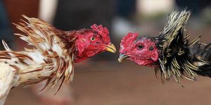 M98 Cockfighting – จุดหมายปลายทางที่เหมาะสำหรับไก่ชนผู้กล้าหาญ