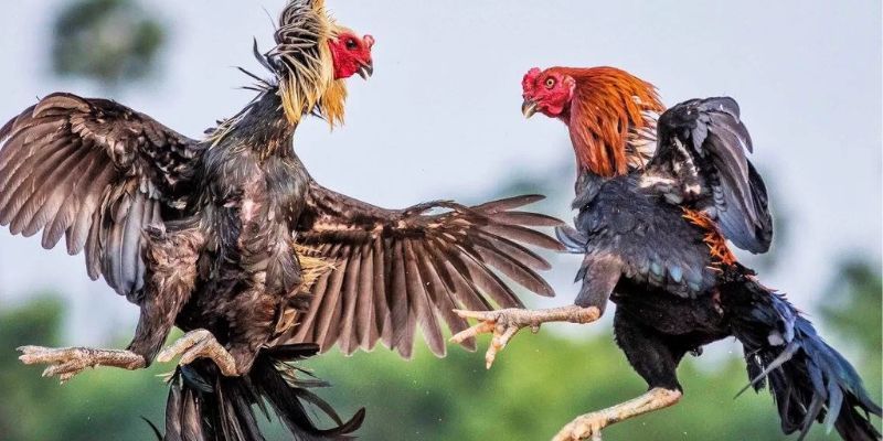 แวะชมตาข่ายไก่ชนที่ M98