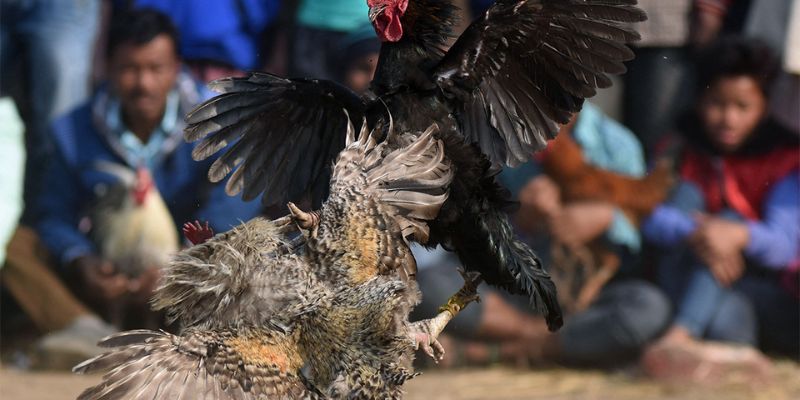 ชมการชนไก่แบบสดๆ